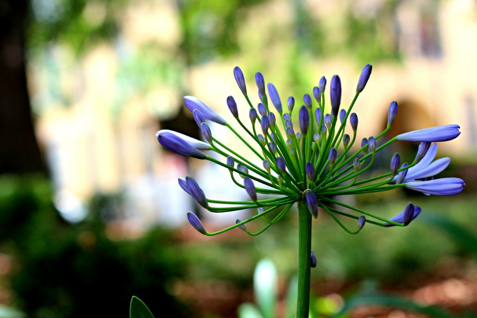 Purple Flower in Savannah Park